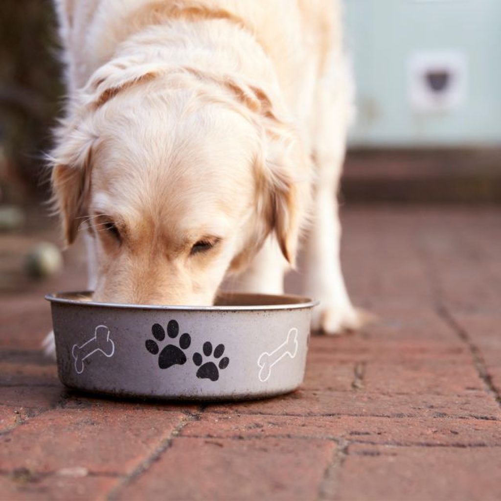 Labrador Dog Food 3