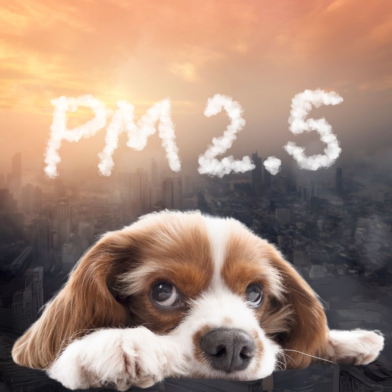 dog pm 25