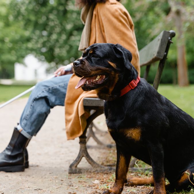 Rottweiler