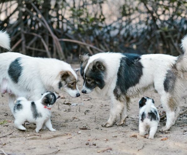 Bangkaew dog breed27